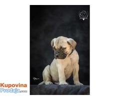 Odgajivačnica bullmastiff-a "Home of Guardians" - Fotografija 4/9