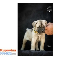 Odgajivačnica bullmastiff-a "Home of Guardians" - Fotografija 5/9