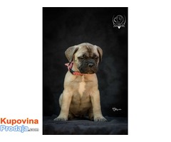 Odgajivačnica bullmastiff-a "Home of Guardians" - Fotografija 6/9