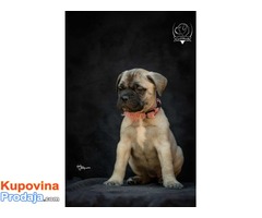 Odgajivačnica bullmastiff-a "Home of Guardians" - Fotografija 7/9