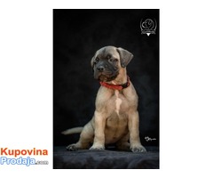 Odgajivačnica bullmastiff-a "Home of Guardians" - Fotografija 8/9