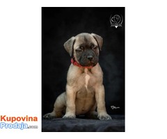 Odgajivačnica bullmastiff-a "Home of Guardians" - Fotografija 9/9