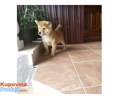 shiba inu musko stene - Fotografija 2/4