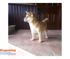 shiba inu musko stene - Fotografija 4/4