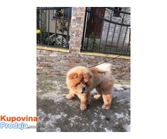 Chow chow(cau cau) - Fotografija 1/7