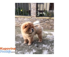 Chow chow(cau cau) - Fotografija 2/7