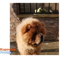 Chow chow(cau cau) - Fotografija 3/7