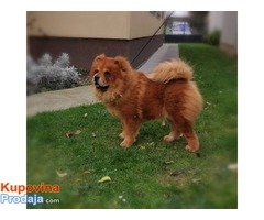 Chow chow(cau cau) - Fotografija 4/7