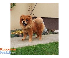 Chow chow(cau cau) - Fotografija 5/7