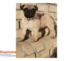 Mops,prvobirano muško štene - Fotografija 1/8
