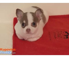 Beutifull Chihuahua štenad za Rehoming - Fotografija 3/4