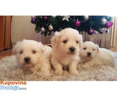 Coton de tulear štenci - Fotografija 2/5