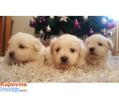 Coton de tulear štenci - Fotografija 3/5