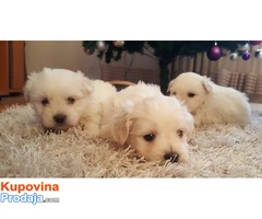 Coton de tulear štenci - Fotografija 5/5