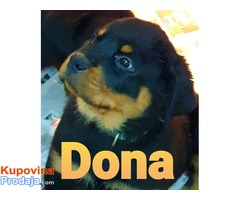 Stenci Rotvajlera-NA PRODAJU - Fotografija 3/10