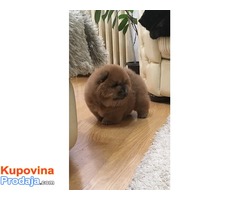 Chow chow zensko stene - Fotografija 1/4