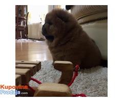 Chow chow zensko stene - Fotografija 2/4