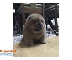 Chow chow zensko stene - Fotografija 4/4