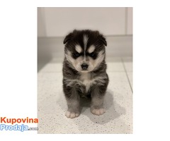 Divni psići Pomsky dostupni. - Fotografija 1/3