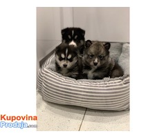 Divni psići Pomsky dostupni. - Fotografija 2/3