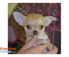 Chihuahua, kvalitetno kratkodlako štene. - Fotografija 1/3