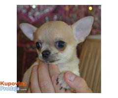 Chihuahua, kvalitetno kratkodlako štene. - Fotografija 2/3