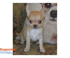 Chihuahua, kvalitetno kratkodlako štene. - Fotografija 3/3