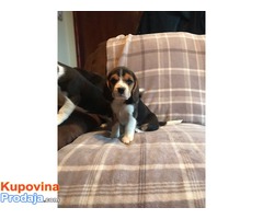 Dostupni štenad Beagle - Fotografija 1/3