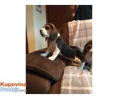Dostupni štenad Beagle - Fotografija 2/3
