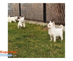 Švajcarski beli ovčar štenci - Fotografija 3/7
