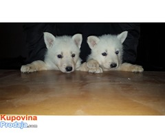 Švajcarski beli ovčar štenci - Fotografija 5/7