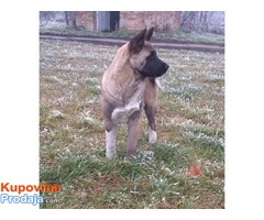 Americka akita, zensko stene - Fotografija 4/5
