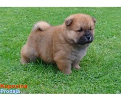 Dostupni psići Chow Chow. - Fotografija 1/3