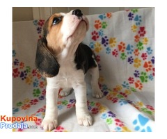 Dostupni štenad Beagle - Fotografija 2/3