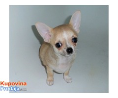 Chihuahua, kvalitetno kratkodlako štene. - Fotografija 3/3