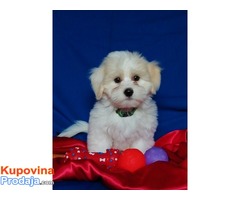 Coton de Tulear -Tulearski pas - Fotografija 1/5