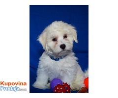 Coton de Tulear -Tulearski pas - Fotografija 2/5