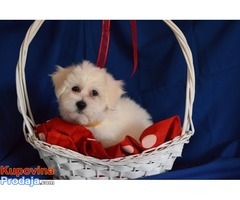 Coton de Tulear -Tulearski pas - Fotografija 3/5