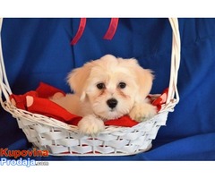 Coton de Tulear -Tulearski pas - Fotografija 4/5