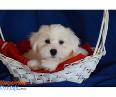 Coton de Tulear -Tulearski pas - Fotografija 5/5