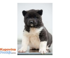 Americka akita - Fotografija 2/6