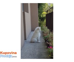 Sibirski samojed štenci - Fotografija 1/8