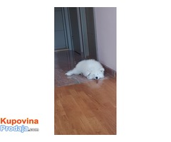Sibirski samojed štenci - Fotografija 3/8