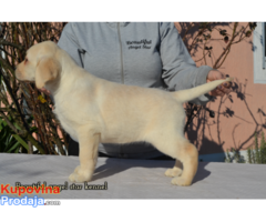 Labrador retriver štenci - Fotografija 1/10