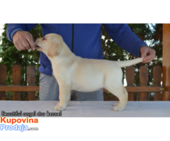 Labrador retriver štenci - Fotografija 2/10