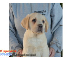 Labrador retriver štenci - Fotografija 3/10