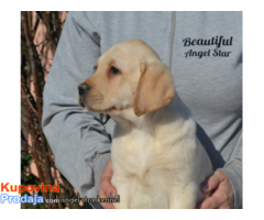 Labrador retriver štenci - Fotografija 8/10