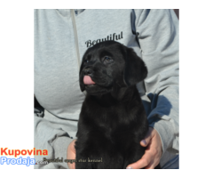 Labrador retriver štenci - Fotografija 10/10