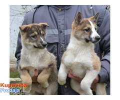 Zapadno Sibirska Lajka štenci - Fotografija 1/2