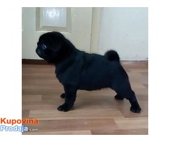 Mops ženkica